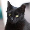 adoptable Cat in Kanab, UT named Hemlock