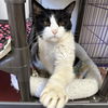 adoptable Cat in Kanab, UT named Stickers