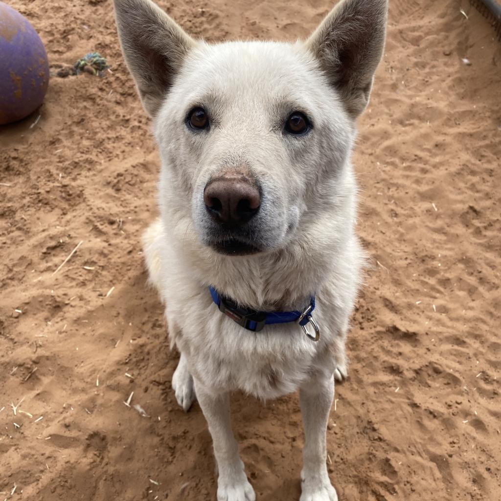 Adoptable Male Male