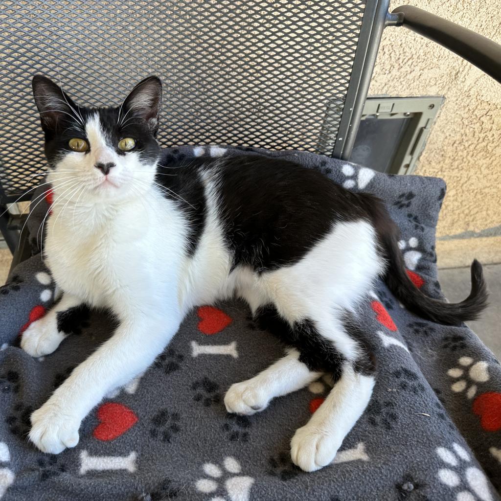 Cat adoption in Kanab, UT 84741 Domestic Short Hair Cat "Aphrodite"