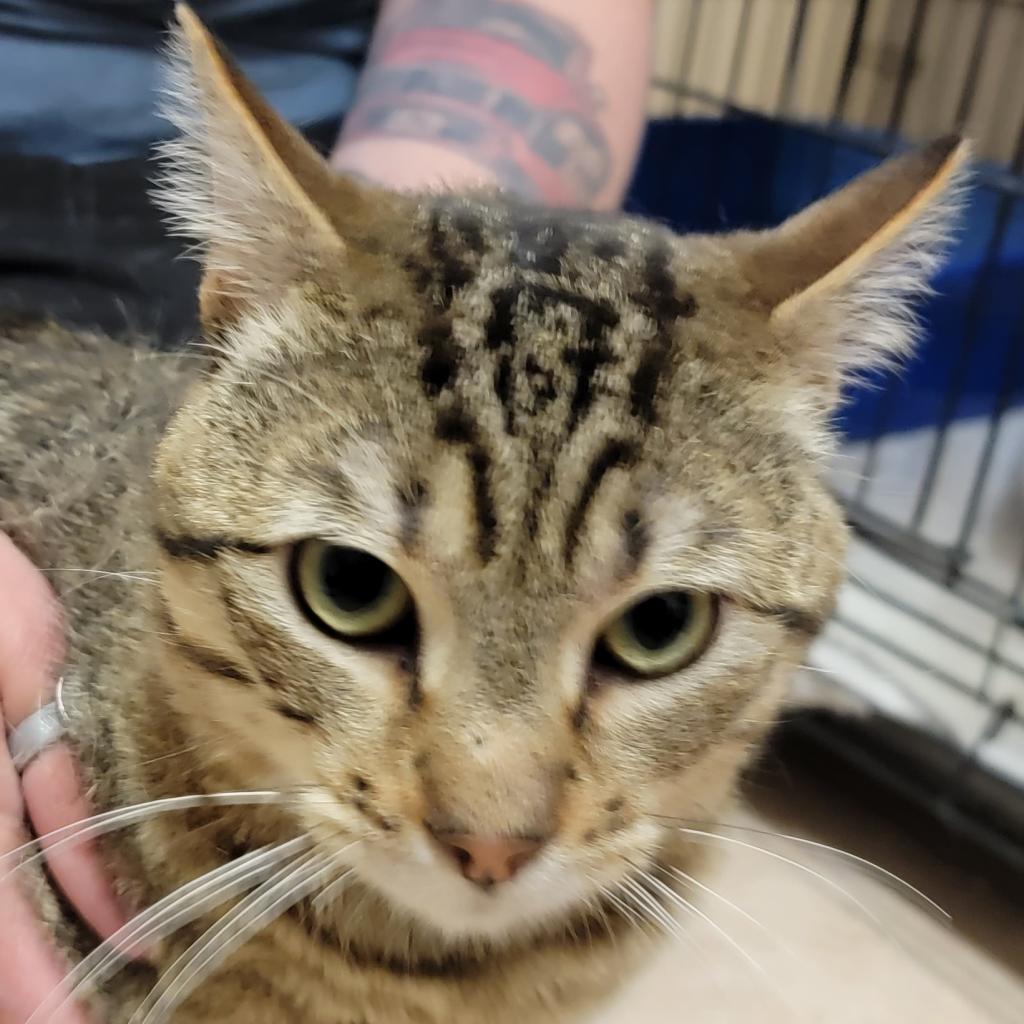 Tahiti - Domestic Short Hair