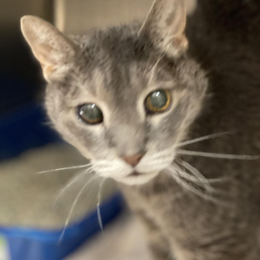 Barney - Domestic Short Hair