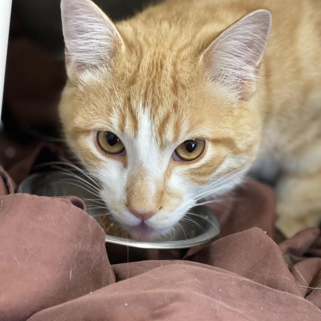 Pollux - Domestic Short Hair