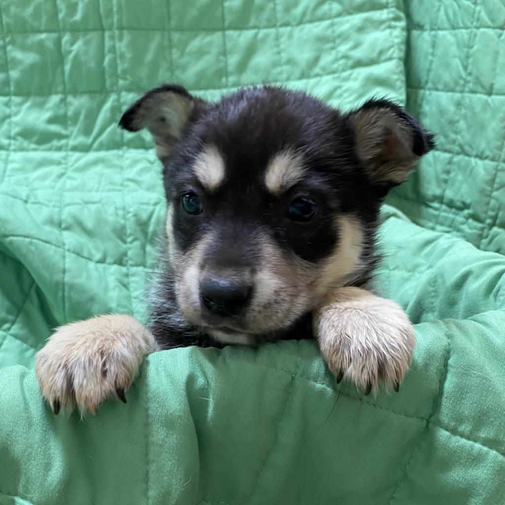 Sikes - Shepherd / Mixed