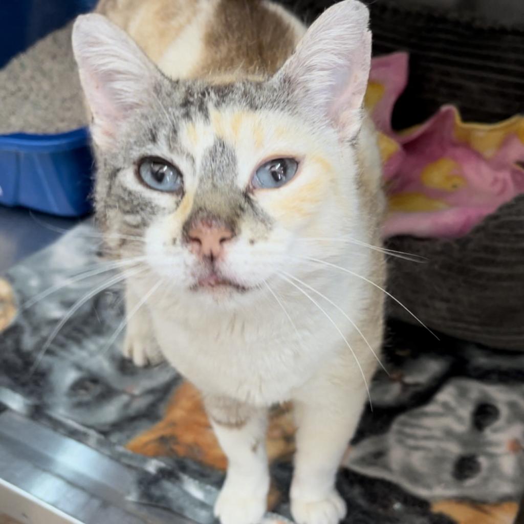 Hestia - Domestic Short Hair