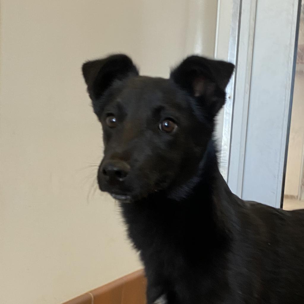 Ghost - Shepherd / Mixed