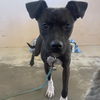 adoptable Dog in Kanab, UT named Frannie