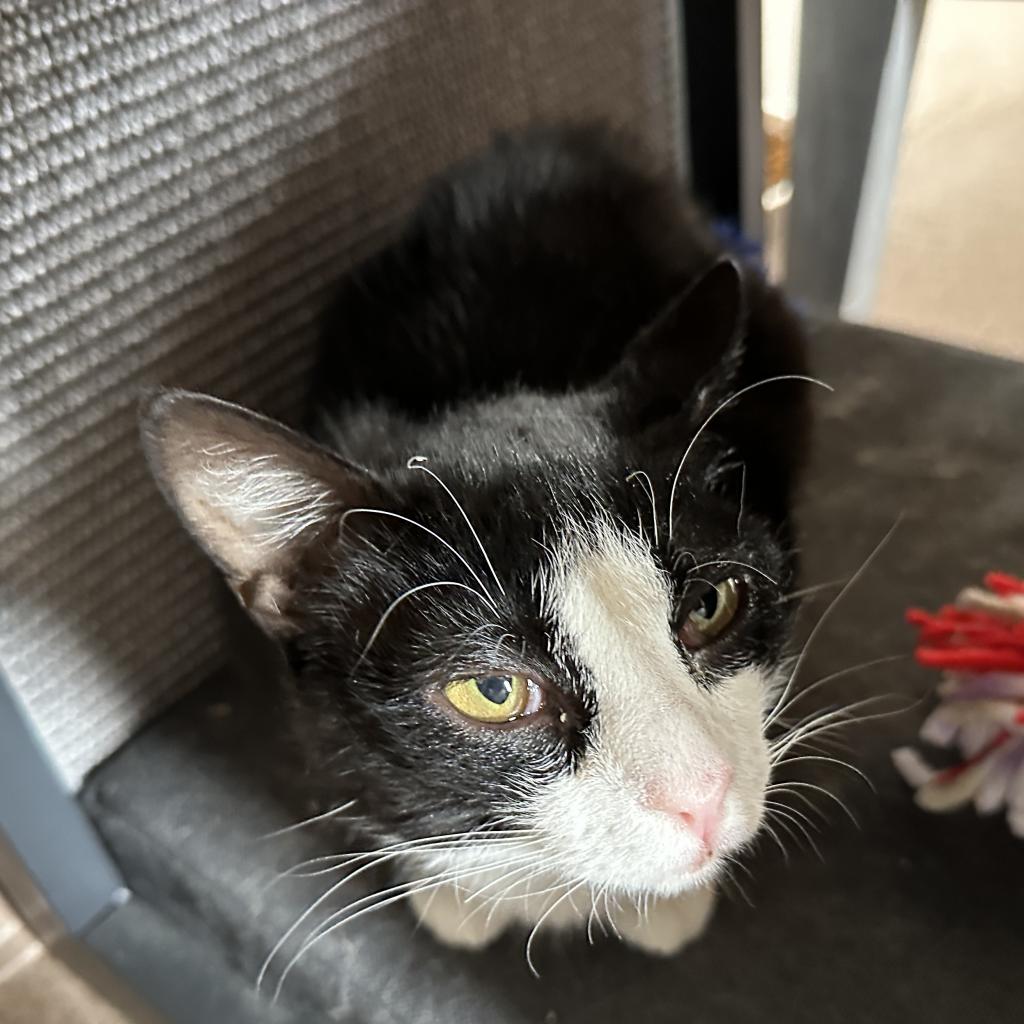 Aria - Domestic Short Hair