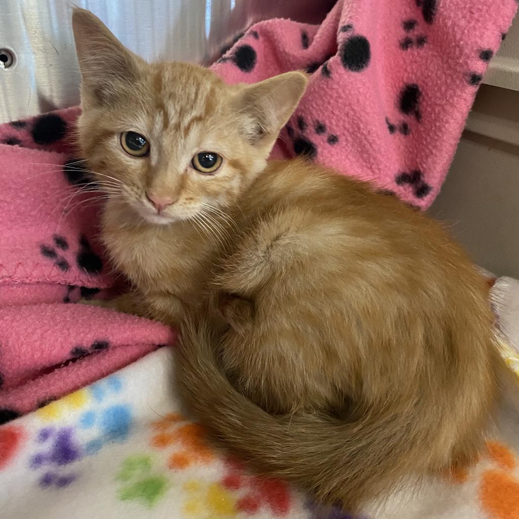 Inigo - Domestic Short Hair