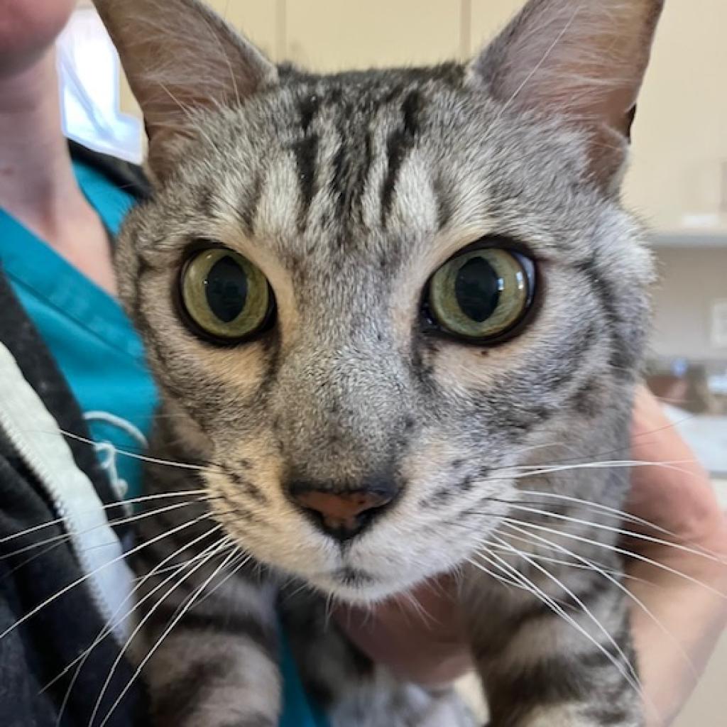 Chibi - Bengal / Domestic Short Hair / Mixed