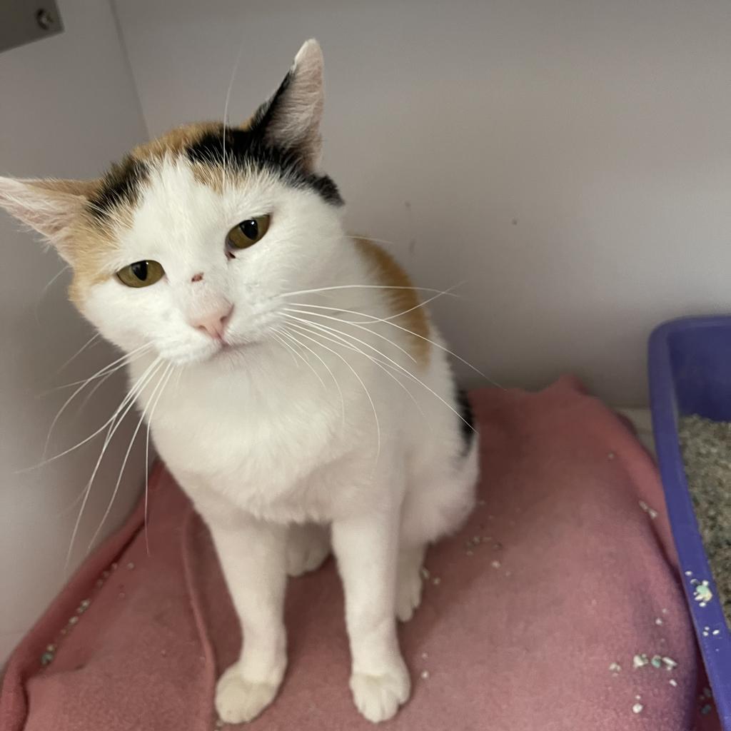 Kiara - Domestic Short Hair