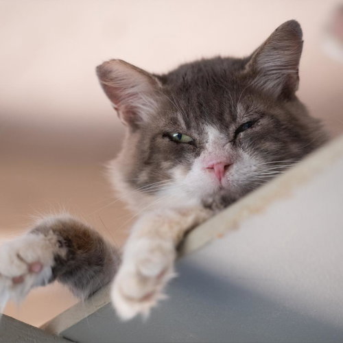 Gumby, an adoptable Domestic Medium Hair in Kanab, UT