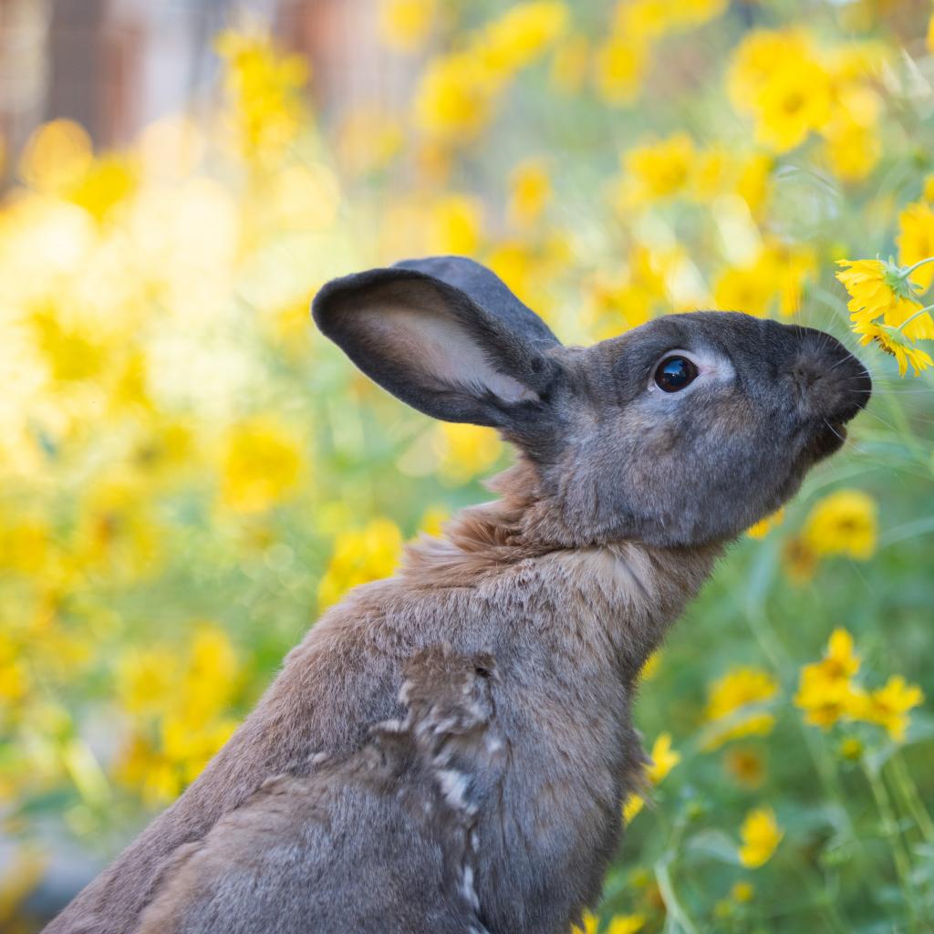 Adoptable Male Male