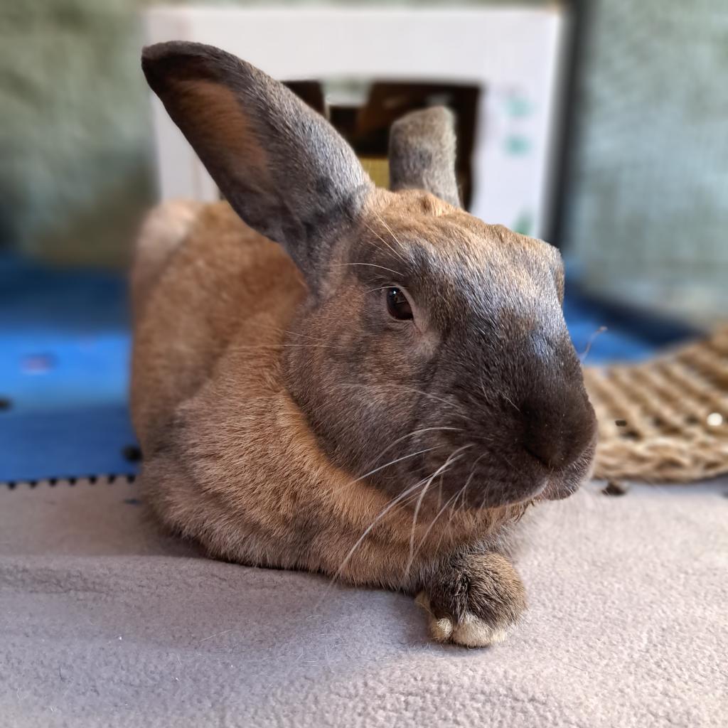 Adoptable Male Male