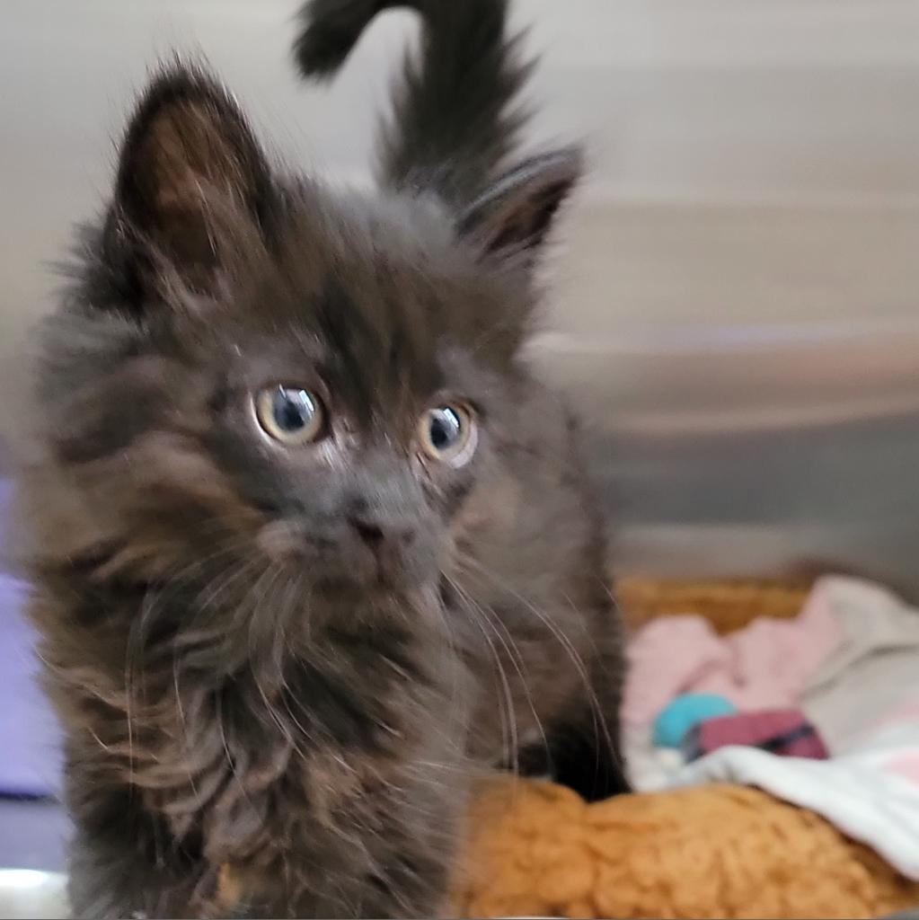 Constellation - Domestic Medium Hair