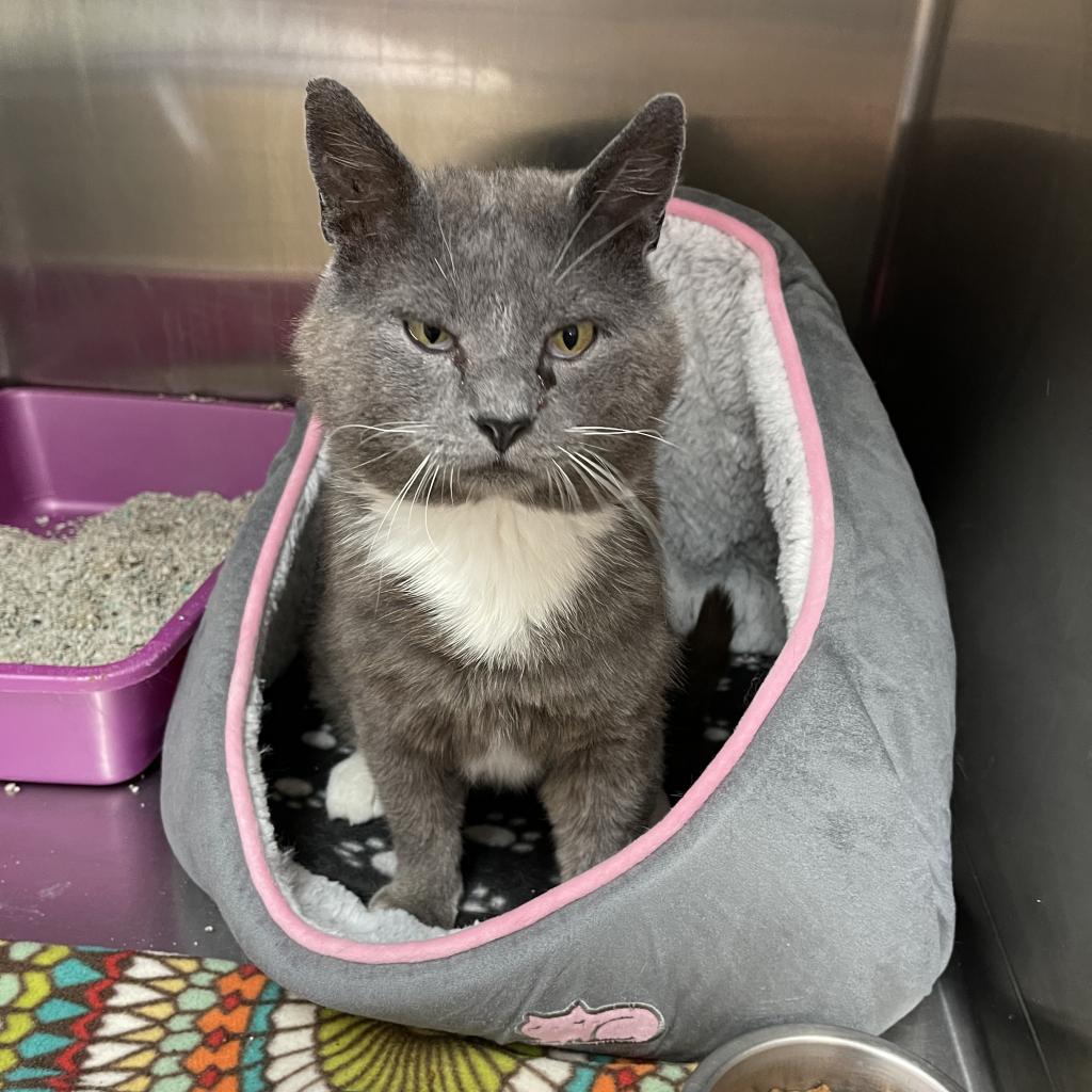 Russell - Domestic Short Hair