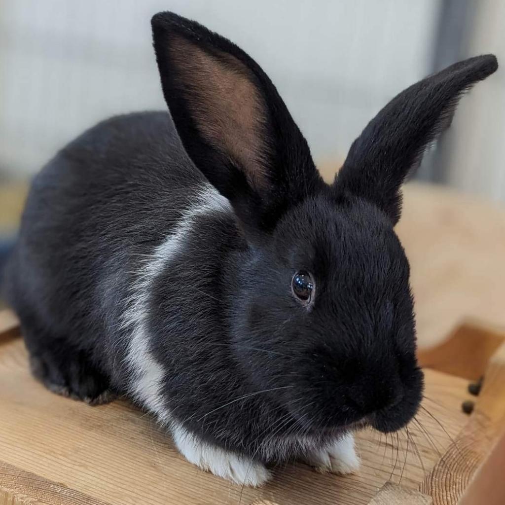 Adoptable Female Female