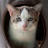adoptable Cat in kanab, UT named Ronald