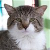 adoptable Cat in kanab, UT named Avatar