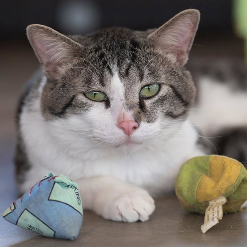 Anthony, an adoptable Domestic Short Hair in Kanab, UT