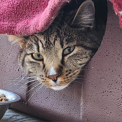 Declan, Adult Domestic Short Hair, cat for adoption in Kanab, Utah