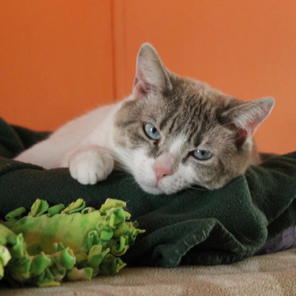 adoptable Cat in Kanab, UT named Juliette