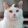 adoptable Cat in kanab, UT named Nate