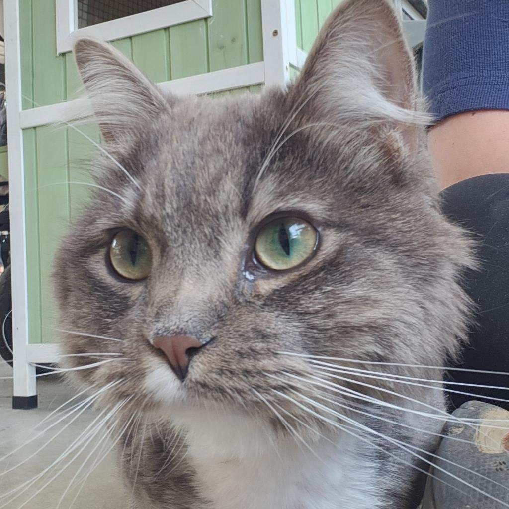 adoptable Cat in Kanab, UT named Danielle