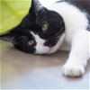 adoptable Cat in kanab, UT named Raymond