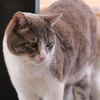 adoptable Cat in kanab, UT named Kenneth