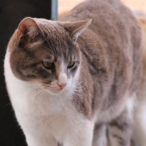 Kenneth, Adult Domestic Short Hair, cat for adoption in Kanab, Utah