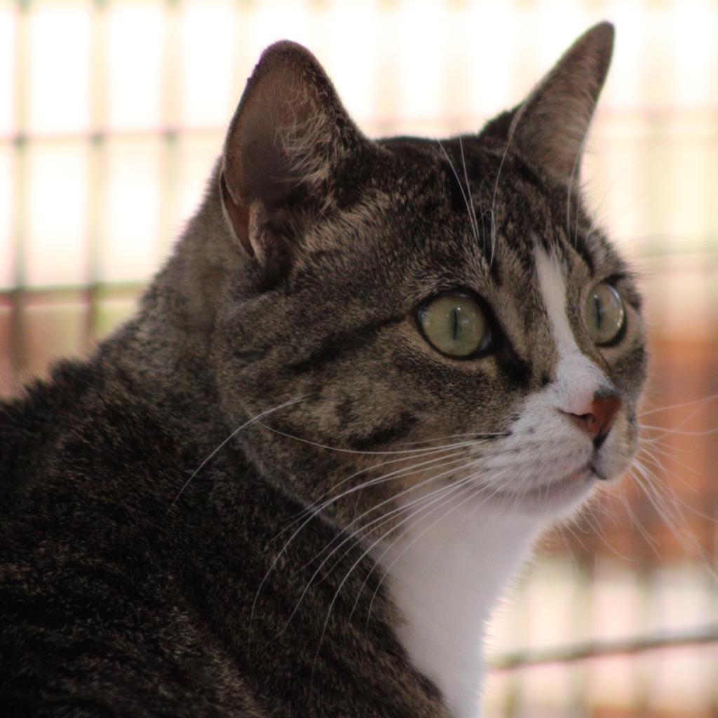 adoptable Cat in Kanab, UT named Audrey