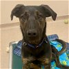 adoptable Dog in  named Pimento