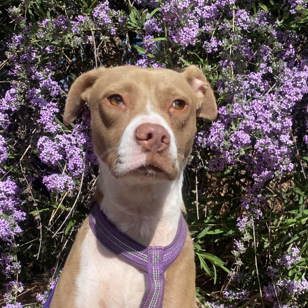 Kensey - American Pit Bull Terrier / Mixed