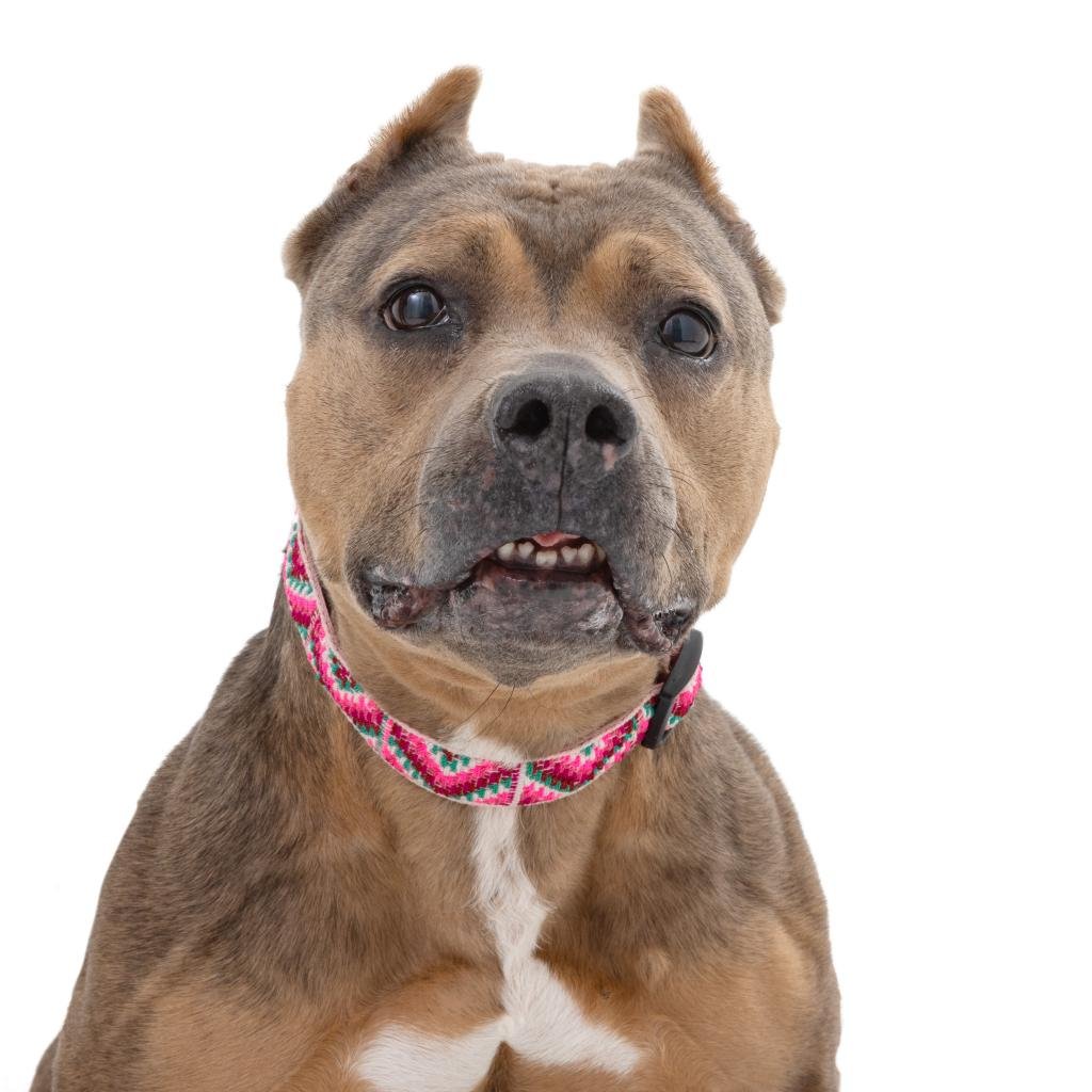 Amanda - American Staffordshire Terrier / Mixed
