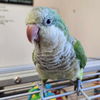 adoptable Bird in Kanab, UT named Harry