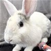 adoptable Rabbit in  named Otis
