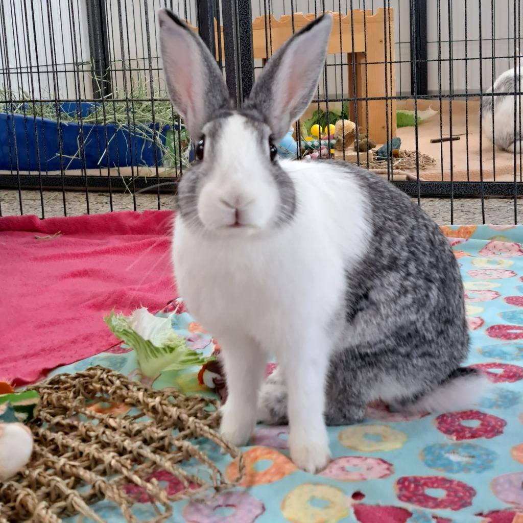 Adoptable Female Female