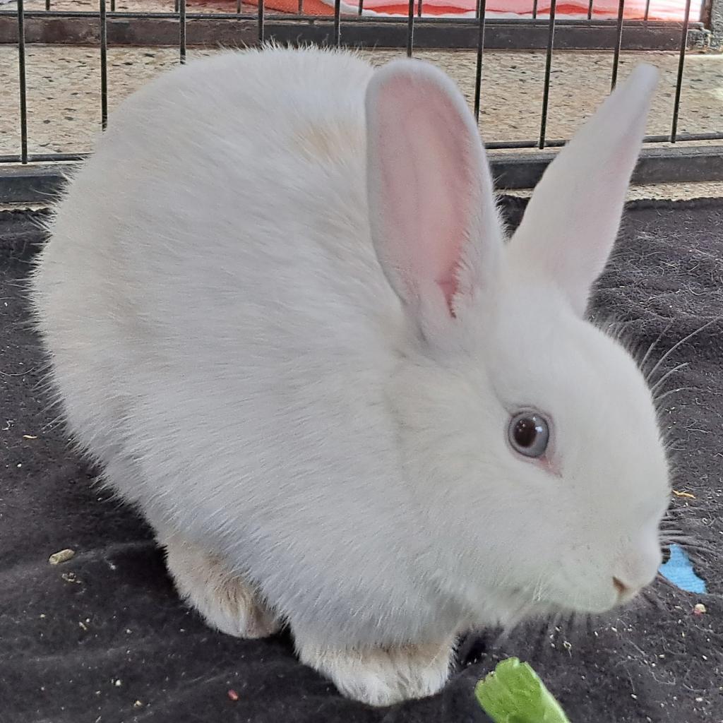 Adoptable Female Female