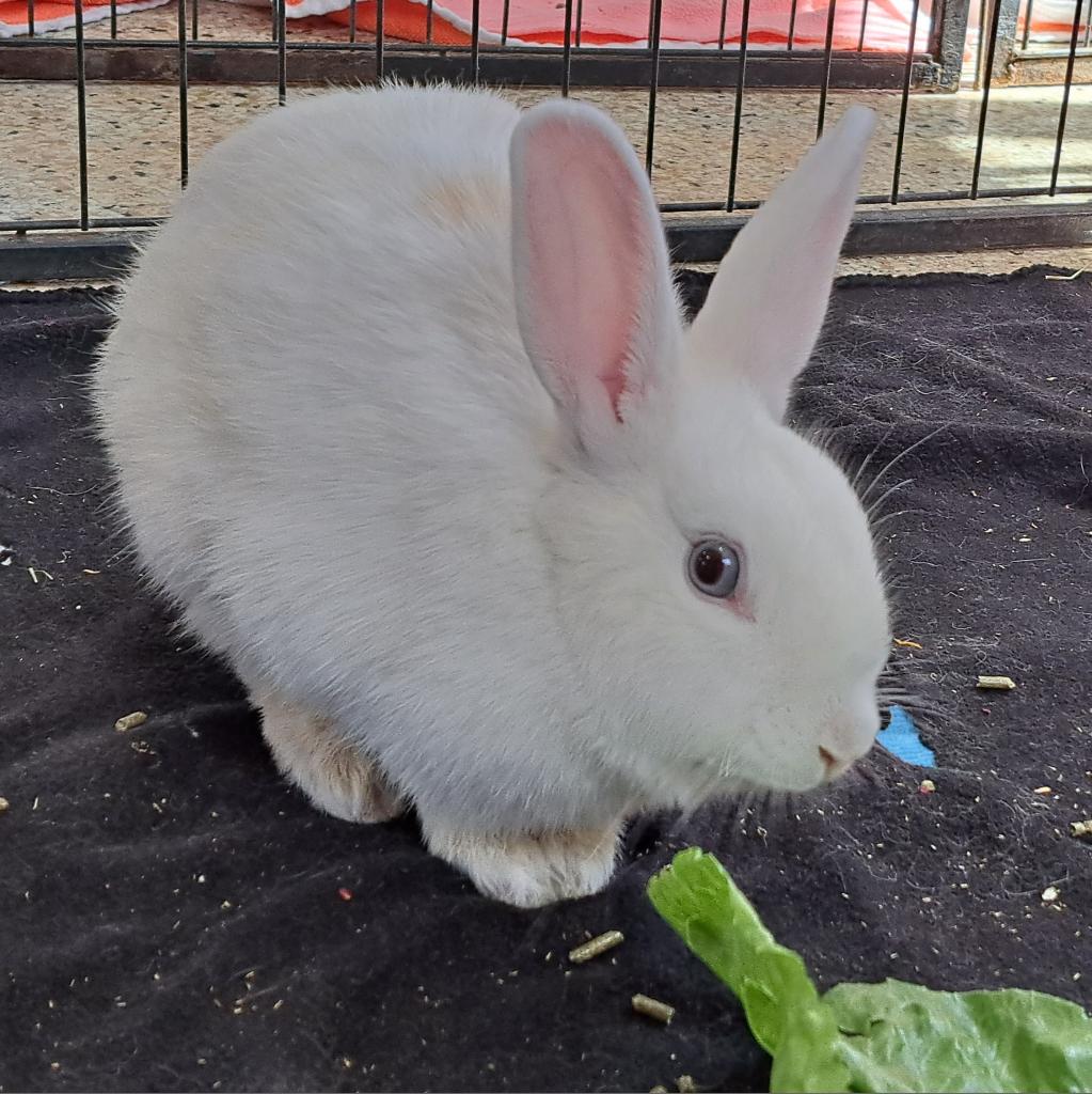 Adoptable Female Female