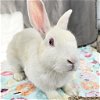 adoptable Rabbit in  named Jessica Rabbit