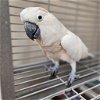 adoptable Bird in  named Cody