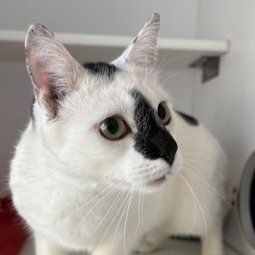 Barthalablue, Young Domestic Short Hair, cat for adoption in Kanab, Utah