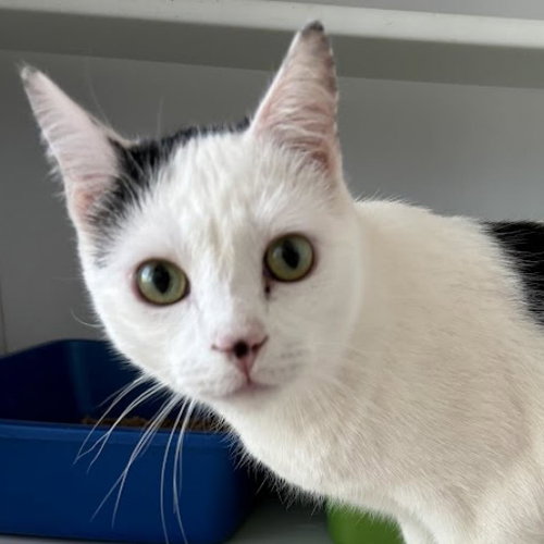 Blue Steel, Young Domestic Short Hair, cat for adoption in Kanab, Utah