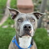 adoptable Dog in  named Florida Beauty