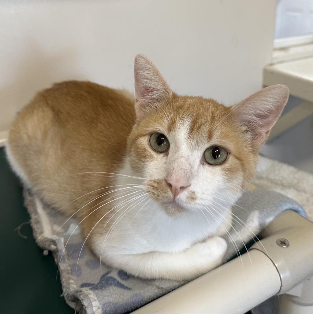 Captain - Domestic Short Hair