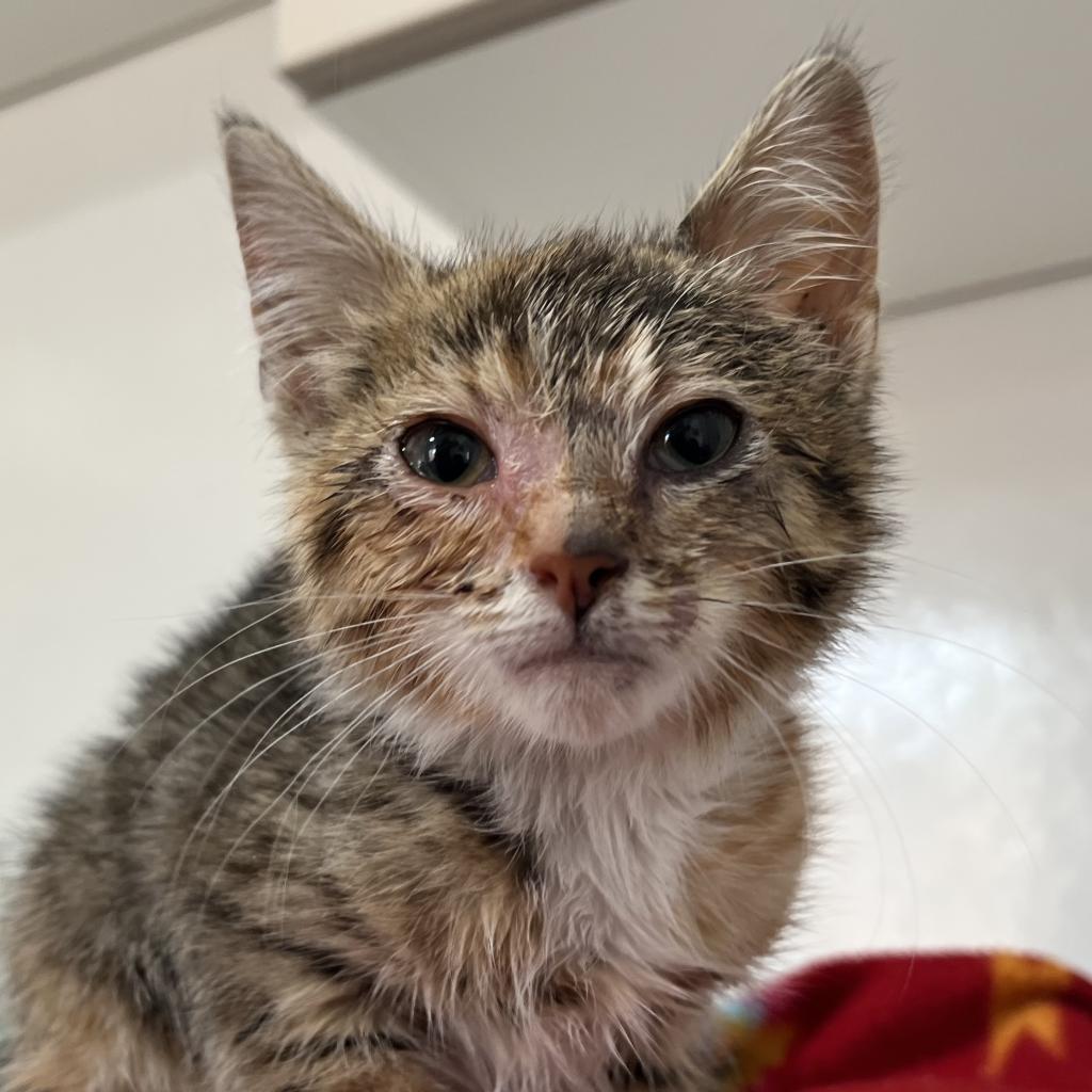 Enoe - Domestic Short Hair