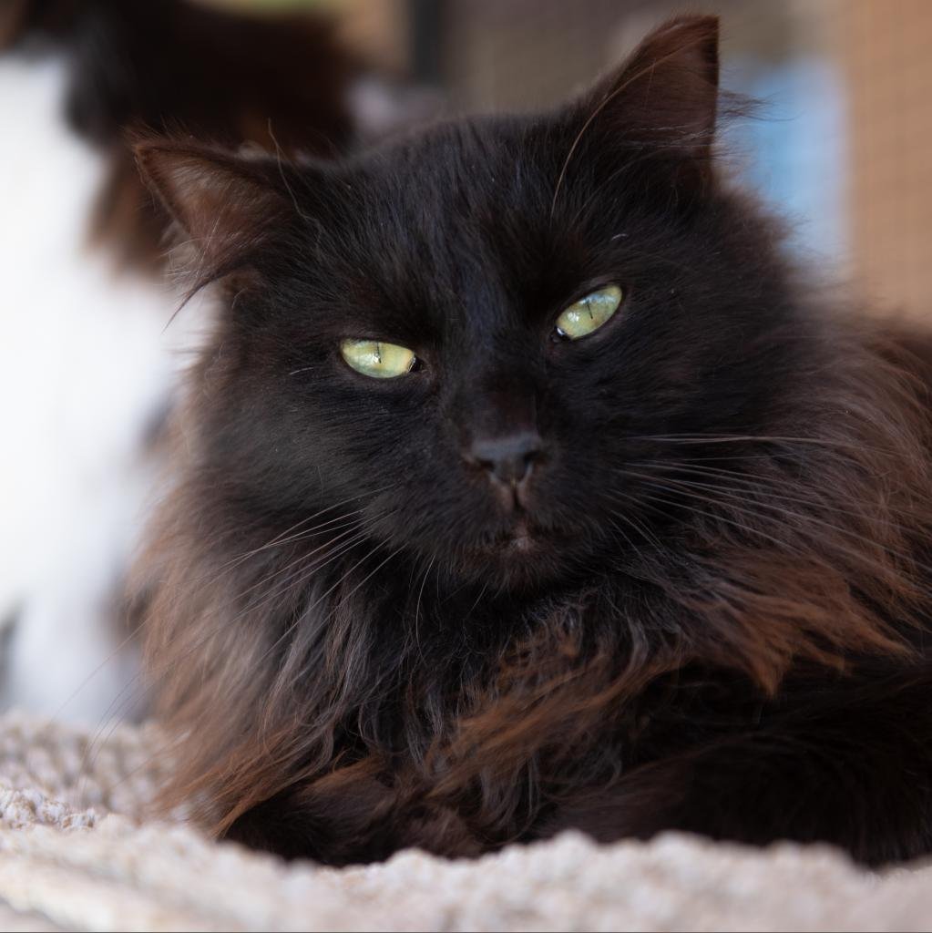 adoptable Cat in Kanab, UT named Min