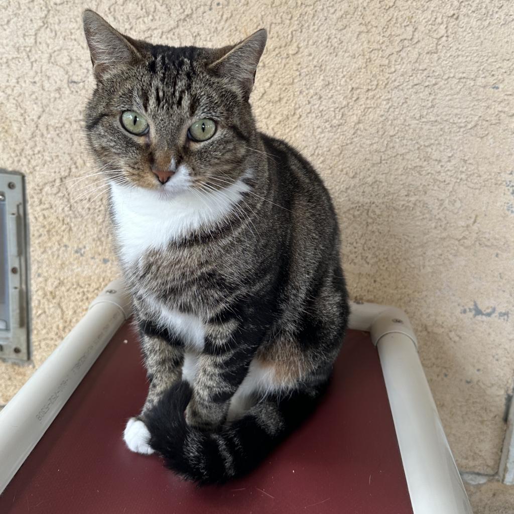 Bunny - Domestic Short Hair