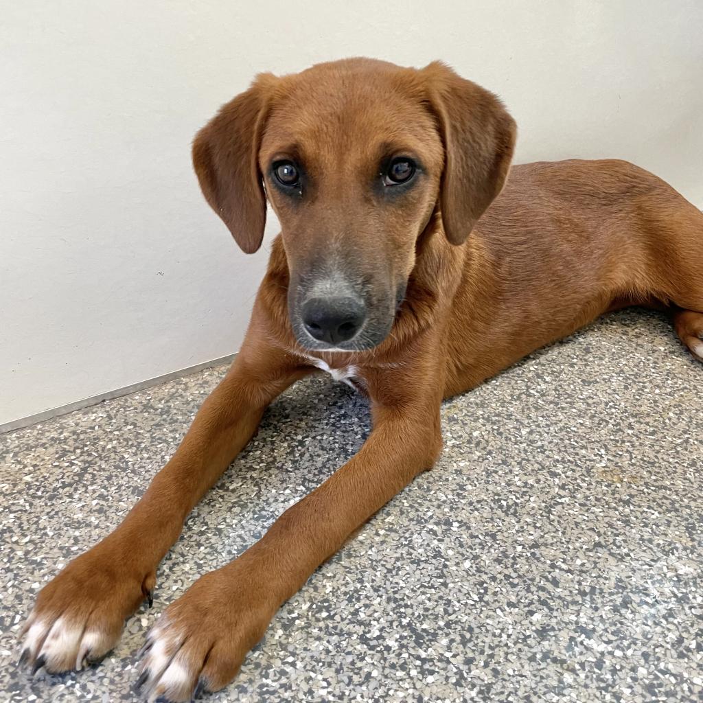 Ridgeback - Cattle Dog / Mixed